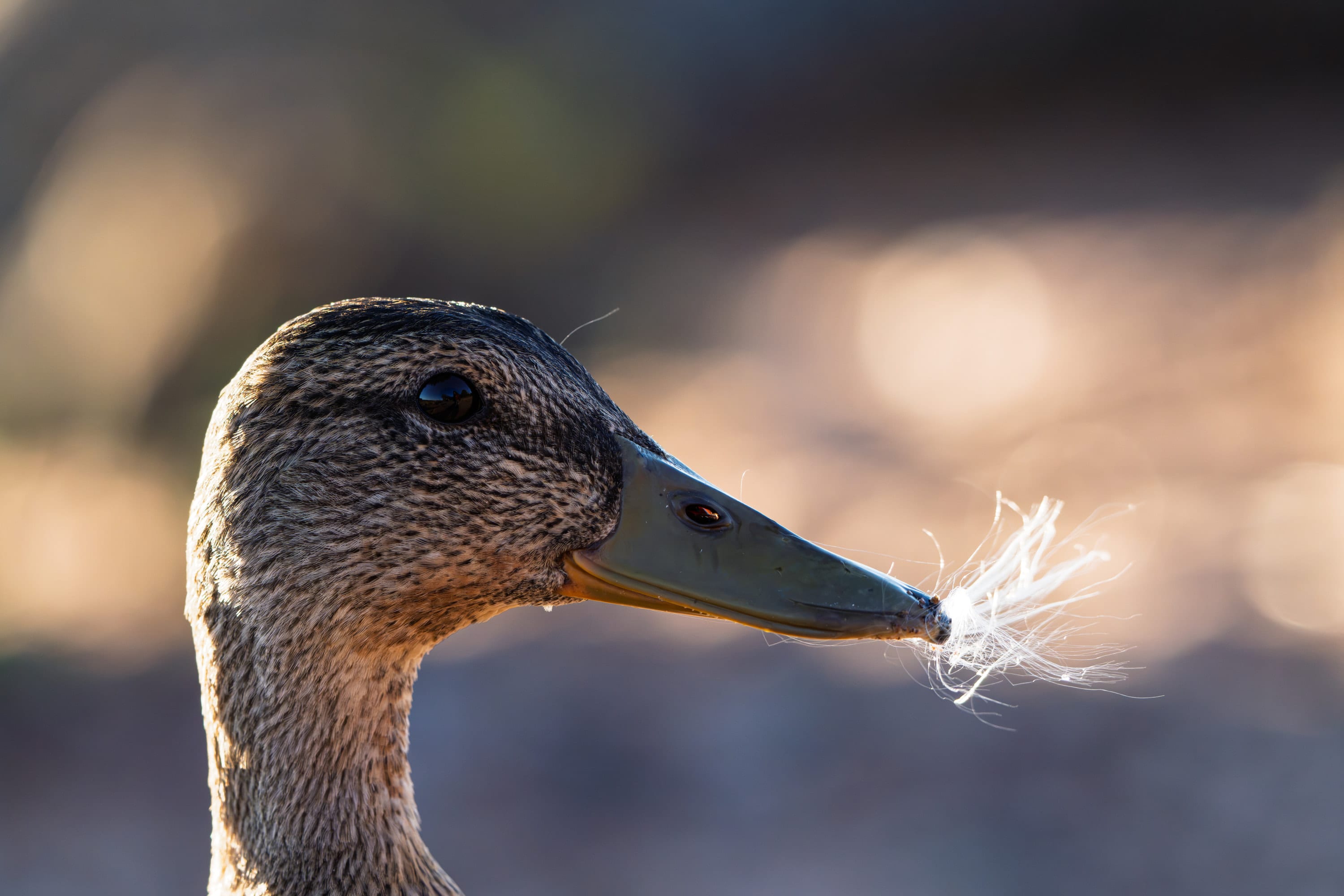 Profile of a mallard hen with a wisp of white down caught on the tip of her bill.