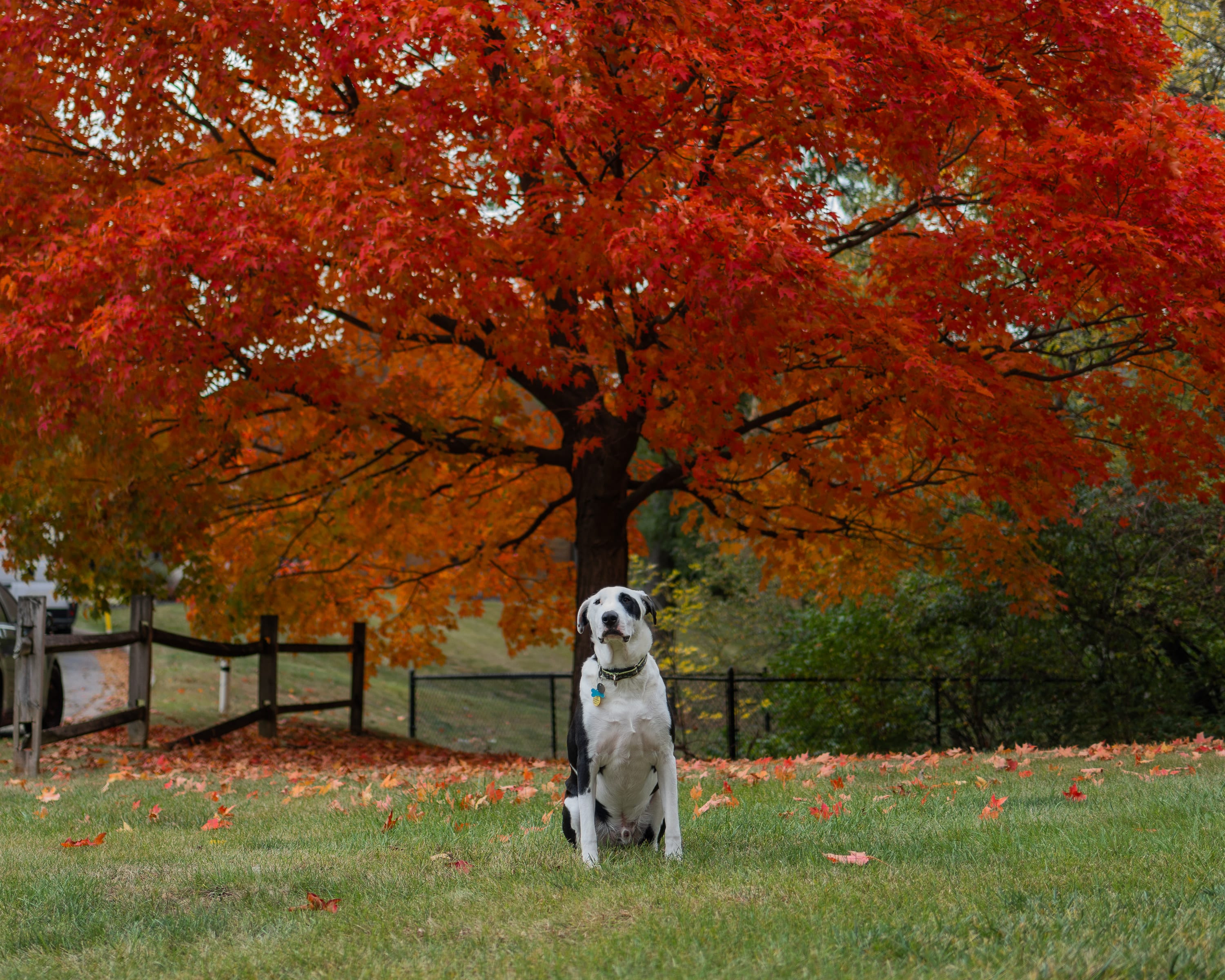 Ollie, a white dog with black patches, sitting under a maple tree blazing red and orange.